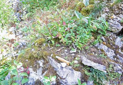 Lückenhafte Vegetation auf sehr flachgründiger Bodenbildung auf der Schutthalde unterhalb des Bollerfelsens bei Oberndorf am Neckar Abwärts gerichteter Blick auf teils mit braunem Moos und wenigen Pflanzen überwachsenes bleiches Felsgestein. Ein aufgelegter Werkzeuggriff dient als Größenvergleich.