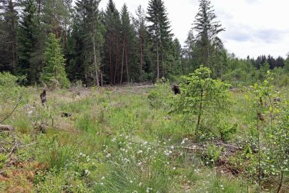 Offene Moorfläche im Plattenmoos südlich von Villingen-Schwenningen-Tannheim Blick auf eine Moorfläche mit Wildblumen und Totholz sowie angrenzendem Wald im Hintergrund.