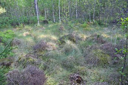 Bulten mit Pfeifengras und Schlenken mit Torfmoos im Kiefern-Moorbirken-Wald im Plattenmoos südlich von Villingen-Schwenningen-Tannheim Das Bild zeigt trockene Gräser, angeordnet in kleineren Haufen, auf Torfmoos. Im Hintergrund stehen dichte Reihen dünner Bäume mit heller Rinde.