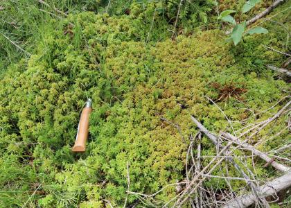 Torfmoospolster im Plattenmoos südlich von Villingen-Schwenningen-Tannheim Nahaufnahme eines braungrünen Torfmoospolsters. Im Vordergrund, rechts unten, liegt Totholz zwischen dem Moos. Links dient ein Werkzeuggriff als Größenvergleich.