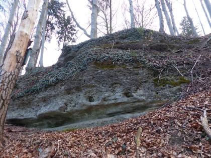 Der Michelstein bei Hochdorf-Unteressendorf (Deckenschotter-Konglomerat) Blick auf eine längliche Felsenbank oberhalb einem mit Laub bedeckten Waldhang. Das dunkelgraue Gestein ist von Nischen und Furchen durchzogen und zudem bewachsen.