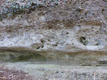 Hangböschung Michelstein im Laubwald ca. 1000 m ostsüdöstlich von Unteressendorf Nahaufnahme von hellgrauem bis bräunlichem, körnigen Gestein, das im unteren Bildteil eine waagrecht verlaufende Vertiefung, ähnlich einer Rinne, aufweist. Darüber sind kleinere Löcher und Ausbuchtungen erkennbar.
