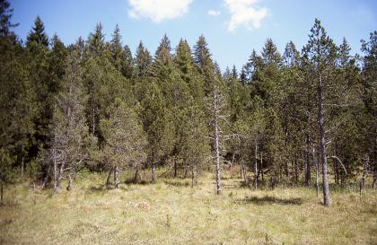Das Bild zeigt eine Ansammlung von Bäumen auf einer bräunlich grünen Grasfläche. Zwischen den Laub oder Nadeln tragenden Bäumen stehen auch abgestorbene Exemplare.