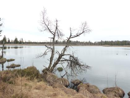 Der Riedsee im Wurzacher Ried Auf dem Bild ist eine große, aufgrund eines blassen Himmels hellgraue Wasserfläche zu sehen. Im Vordergrund ragt ein kahler, geteilter Baum ins Bild, der auf dem mit braunem Gras bedeckten Ufer steht. Im Hintergrund liegt das jenseitige, bewaldete Ufer.