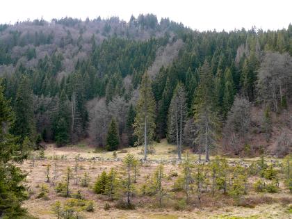 Kar Scheibenlechtenmoos, St. Blasien-Menzenschwand Im Vordergrund dieses Bildes ist ein mit kleinen Nadelbäumen durchsetztes, rötlich braunes Hochmoor zu sehen. Daran anschließend steigt dichter Mischwald bis fast zum oberen Bildrand auf.