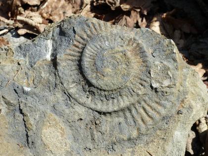 Nahaufnahme von gelblich grauem Gestein, in das der Abdruck eines spiralförmigen Ammoniten eingebettet ist.