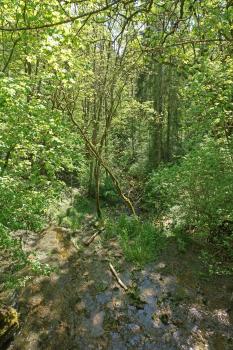 Kerbtal des Aubachs unterhalb des Wasserfalls bei Hüfingen-Mundelfingen Abwärts gerichteter Blick über die Kante eines Wasserfalls. Zum Hintergrund hin windet sich als Fortsetzung des Wasserfalls ein schmaler Bach durch dicht stehenden Wald. Links am Ufer verläuft ein Fußpfad.