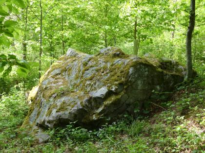 Der Graue Stein bei Aach (Lkr. Konstanz) Das Bild zeigt einen in dichtem Wald liegenden, großen länglichen Felsbrocken. Das Gestein ist grau, gezackt, teilweise gerundet sowie mit Moos bedeckt.