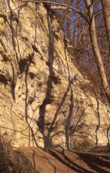 Felswand aus Molasse-Sandstein im Aachtobel bei Überlingen-Lippertsreute Blick auf eine steil aufragende, nach links geneigte Felswand. Auf und vor dem rötlichen bis gelblichen Gestein wachsen Bäume.