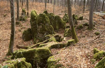 Durch Verkarstung entstandene Felssäulen aus Oberjurakalkstein auf dem Höhenrücken des Behlen südwestlich von Kandern In der Bildmitte sind bemooste Felssäulen in einem Wald zu sehen. Der Waldboden ist mit braunem Laub bedeckt.