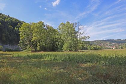 Der Schwemmfächer des Grimmbachs und der Prallhang im Kochertal mit Blick auf Braunsbach im Norden Blick auf eine Wiese mit hohem Pflanzenwuchs. Nach links hin steigt ein bewaldeter Berghang auf. Hinter einer Bauminsel in der Bildmitte ist links ein Steilhang zu erkennen, mit offenem Gestein. Rechts liegt eine Siedlung.