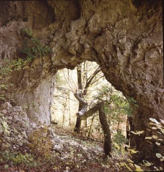 Das Foto zeigt links eine helle Felswand sowie einen daran anschließenden, nach rechts führenden Felsbogen aus bräunlichem Gestein. Im freien Durchgang des Bogens wächst ein Baum, der in zickzackartigen Windungen nach draußen führt.