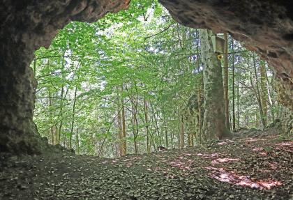Blick aus der Nonnenhöhle bei Wurmlingen ins Freie Blick aus einer größeren Höhle nach draußen auf dicht stehende Waldbäume. Auf dem Höhlenboden liegt Laub.