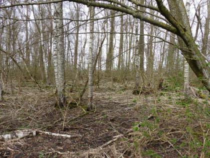 Im Wald beim Quelltopf Grimmensee östlich von Langenau Blick auf einen naturbelassenen Wald mit schlanken Bäumen. Die meisten Bäume haben helle Rinden.