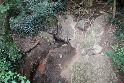 Warme Quelle am Südfuß des Badbergs bei Altvogtsburg Blick auf offenliegendes Gestein an einem Waldhang. Zwischen Gesteinsspalten windet sich eine schmale Wasserquelle hervor und fließt dann nach unten.