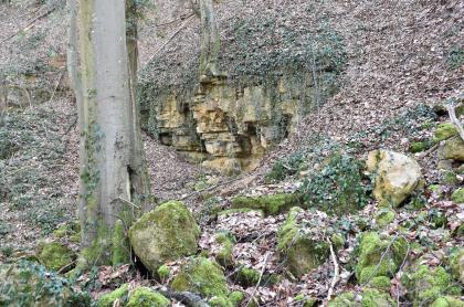 Tertiärer Kalksandstein im historischen Steinbruch bei Pfaffenweiler Teilansicht eines nach rechts aufsteigenden Hanges. Zwischen der mit Laub bedeckten Schräge ist, einem lächelnden Mund ähnlich, ein kleiner Einschnitt mit offenem Gestein zu sehen. Rechts vorne verteilen sich Blocksteine, links daneben steht ein Baum.