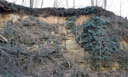 Steinbruchwand im Freilichtmuseum bei Pfaffenweiler Blick auf eine gelblich braune, nach rechts abknickende alte Steinbruchwand. Einzelne Stellen sichtbaren Gesteins werden fast von Bewuchs und abgestorbenen Ästen verdeckt.