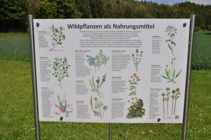 Informationstafel im Eiszeitpark Engen Hier sieht man eine an Metallpfosten angebrachte Schautafel, die über Wildpflanzen und ihre Nutzung für den Eiszeit- sowie den heutigen Menschen berichtet.