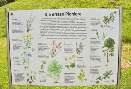 Informationstafel im Eiszeitpark Engen Schautafel, die das Thema „Die ersten Pflanzen nach der letzten Eiszeit“ hat. Zu sehen sind viele Abbildungen und dazugehörende Texte.