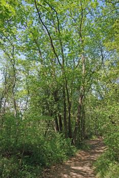 Wissenschaftlicher Lehrpfad am Limberg bei Sasbach am Kaiserstuhl – Niederwald am Westhang des Limbergs Zwischen Gebüsch und hohen, schlanken Bäumen verläuft rechts unten ein Weg.