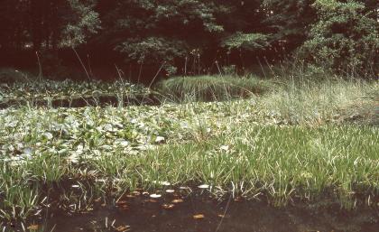 Teichvegetation in der Wagnersgrube bei Heidenheim an der Brenz (ehemalige Bohnerzgrube) Das Bild zeigt einen dichten Teppich aus Schilf und anderen Wasserpflanzen, der zwischen dunklen Wasserflächen im Vorder- und Hintergrund treibt. Dahinter liegt schattiger Wald.