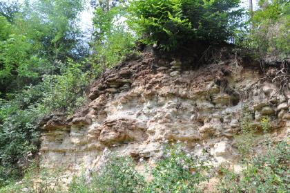 Aufschluss in der Löwenstein-Formation (Stubensandstein) Blick auf einen bogenförmig gerundeten Aufschluss mit hellem Gestein unten sowie dunklerem Gestein oben. Der Aufschluss ist an der Kuppe dicht bewachsen. Auch im Vordergrund stehen Pflanzen.