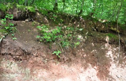 Aufschluss in rötlichem und grauem Mergelstein der Trossingen-Formation (Knollenmergel) Teilansicht eines offenliegenden Waldhanges mit hellen Stellen unten und dunkleren, schattigen Stellen oben. Die Kuppe des Hanges ist bemoost und durchwurzelt; darüber sind Bäume erkennbar.