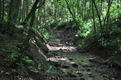 Bachbett des Kirnbachs mit aufgeschlossenem Keupermergel am Ufer Blick auf im Waldschatten liegende, halbhohe Uferhänge eines schmalen Baches. Der Bach führt nur wenig Wasser.