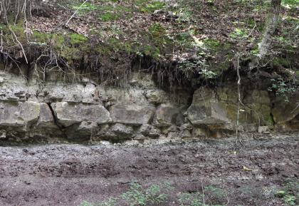 Steigerwald-Formation (Untere Bunte Mergel) und darüber liegende Bank der Hassberge-Formation (Kieselsandstein) Unterhalb eines bemoosten, durchwurzelten Waldbodens zieht sich eine waagrecht gebankte Gesteinsreihe mit unterschiedlich großen, rechteckigen Blöcken. Darunter ein violetter, von Grünpflanzen durchsetzter Hang.