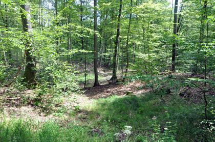 Kuppiges Relief im Bereich eines Rutschungshangs im Niveau der Trossingen-Formation (Knollenmergel) Blick auf eine lichte Stelle in einem Wald. Der Boden des Waldes fällt zum Hintergrund hin leicht ab und steigt dann wieder an.