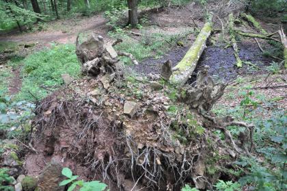 Wurzelteller eines umgestürzten Baumes neben einem versumpften Weiher im Olgahain Das Foto zeigt einen vertikal umgestürzten Baum. Im Vordergrund ist der Wurzelstock des Baumes zu sehen.