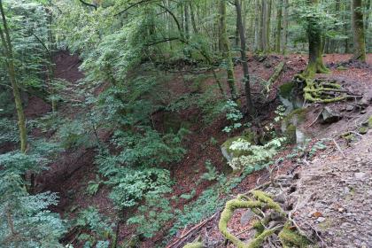 Aufgelassener Steinbruch am Michelsberg am Südosthang des Katzenbuckels (Katzenbuckel-Magmatite) Blick auf einen Waldhang mit dünnen, jungen Bäumen. Rechts ist eine offene Stelle, an der auch Gestein freiliegt.