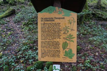 Schautafel am geologischen Lehrpfad „Weg der Kristalle“ auf dem Katzenbuckel im Odenwald Gezeigt wird hier eine hölzerne, bebilderte Schautafel mit dem Thema „Die vulkanische Pflanzenweltl am Katzenbuckel“. Die Tafel steht vor einem Waldhang.