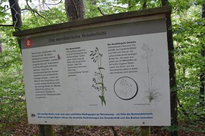 Beim Abstieg von der Ruine, wird auf dem vegetationskundlichen Pfad auf die Bedeutung des Gesteinsuntergrunds für die Pflanzenwelt hingewiesen. Blick auf eine im Wald stehende Schautafel mit Abbildungen und Texten zu Hasenlattich und Geschlängelte Schmiele. Beide Pflanzen wachsen zwischen Buchen und auf sauren Böden.