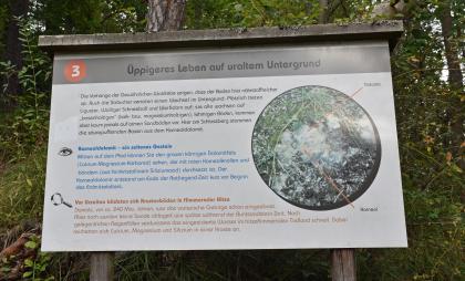 Auf dem vegetationskundlichen Pfad am Schlossberg findet man ebenfalls Informationen zum geologischen Untergrund. Blick auf eine vor Bäumen und Sträuchern stehende Schautafel mit Informationen zum seltenen Karneoldolomit sowie zu Pflanzen, die auf basenhaltigen Böden wachsen.
