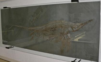 Seitlicher Blick auf einen in dunkelgrauen Gesteinsplatten konservierten Fischsaurier. Neben dem großen, mit einem langen spitzen Kiefer ausgestatteten Fossil gibt es links oben noch ein kleineres Tier zu bestaunen.