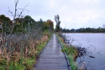 Bohlenweg am großen Moosweiher im Schwenninger Moos Das Bild zeigt einen vom Betrachter wegführenden Holzbohlenweg. Rechts des Weges breitet sich ein Gewässer aus, links ein naturbelassener Wald.