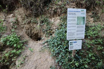 Dachsbau im Löss am Naturlehr- und Erlebnispfad (Hohlwegelehrpfad) Ubstadt-Weiher Blick auf einen stark zugewachsenen Lösshang im Hohlwegelehrpfad Ubstadt-Weiher. Links der Bildmitte ist eine kleine Höhle im Hang zu erkennen. Ein Schild rechts davon weist auf einen Dachsbau hin.