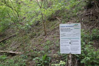 Station zum Thema Löss am Naturlehr- und Erlebnispfad (Hohlwegelehrpfad) Ubstadt-Weiher Blick auf einen naturbelassenen, nach rechts hin ansteigenden Lösshang. Der Hang ist Teil des Naturlehr- und Erlebnispfads Ubstadt-Weiher, wie eine rechts aufgestellte Schautafel erläutert.
