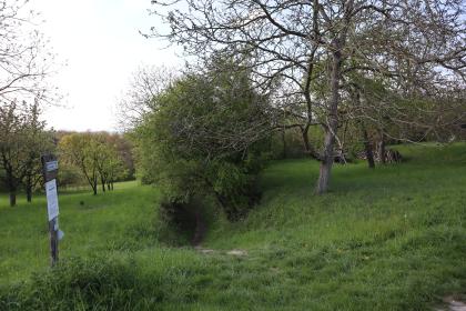 Naturlehr- und Erlebnispfad (Hohlwegelehrpfad) Ubstadt-Weiher – Eingang zu einem Seitenzweig des Lösshohlwegs Altackerhohl Das Bild zeigt einen leicht nach rechts ansteigenden Hang mit Grasbewuchs, Büschen und Bäumen. Links steht ein Schild, das auf einen Lehrpfad hinweist.