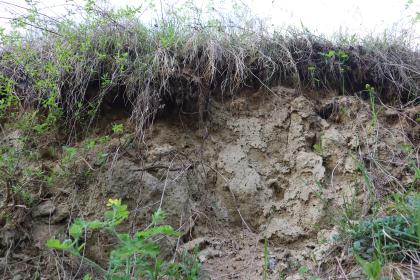 Naturlehr- und Erlebnispfad (Hohlwegelehrpfad) Ubstadt-Weiher – Insektenröhren im Löss in einem besonnten Seitenzweig der Altackerhohl Nahaufnahme eines Lössaufschlusses an einem Hohlweg. Zu erkennen sind zahlreiche kleine Löcher im Lössboden, die von Insekten stammen.