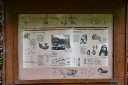 Informationstafel am Rulamanweg bei Bad Urach-Wittlingen Blick auf eine Informationstafel mit Texten und Bildern zu den Urmenschen von Heidelberg und Steinheim. Die verglaste und in Holz eingelassene Tafel steht am Rulamanweg in Bad Urach.