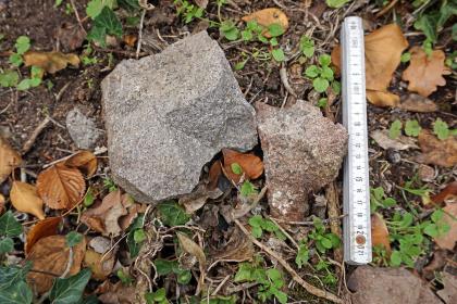 Geologischer Weinlehrpfad Achkarren – Gesteine im Steinbruch am Scheibenplatz Nahaufnahme zweier unterschiedlich großer Gesteinsstücke. Der größere Brocken links ist hellgrau, der kleinere rechts rötlich grau gefärbt. Beide Stücke liegen auf dem Boden zwischen altem Laub und einem Meterstab.