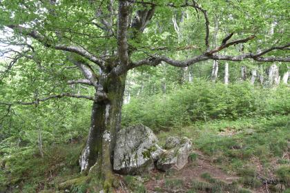 Alte Weidbuchen und Blöcke aus Migmatit am Südhang des Schauinslandgipfels Das Bild zeigt einen nach rechts aufsteigenden Hang. Im Vordergrund links steht ein knorriger Baum mit teils bemooster Rinde und weit ausladenden Ästen. Rechts vom Stamm liegen größere graue Felsbrocken. Im Hintergrund junge Bäume vor hohen Bäumen.
