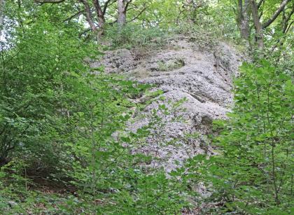 Nagelfluhfels der Tieferen Hochrhein-Deckenschotter am Geologischen Lehrpfad Sipplingen Zwischen Bäumen links und rechts schaut man auf eine hellgraue Felswand mit streifiger bis körniger Oberfläche. Auch die Kuppe des Felsens ist mit Bäumen bewachsen.