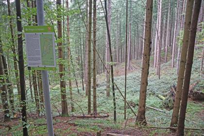 Bergbaupfad Ehrenstetter Grund – Station Pingen und Halden Abwärts gerichteter Blick auf einen nach links abfallenden Waldhang mit dicht stehenden hohen Bäumen. Links zwischen den Bäumen steht eine farbige Schautafel.