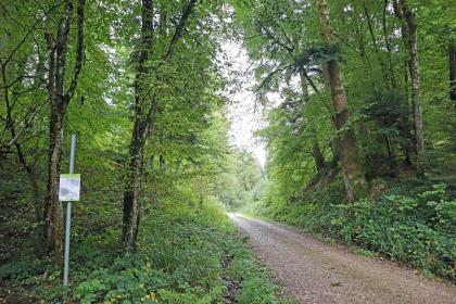 Vom Fahrweg geteilter Staudamm am Bergbaupfad Ehrenstetter Grund Blick auf zwei stark bewaldete Böschungen, zwischen denen ein Fahrweg verläuft. Eine Schautafel links weist die Böschungen als Staudamm aus.