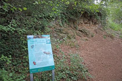 Station „Lapilli und die schöne Italienerin“ am Vulkanpfad Hohentwiel Leicht seitlicher Blick auf eine Station des Vulkanpfades Hohentwiel mit farbiger Hinweistafel zu Gesteinssprenkeln und seltenen Heuschrecken links sowie einem teils überwucherten Gesteinsaufschluss rechts.