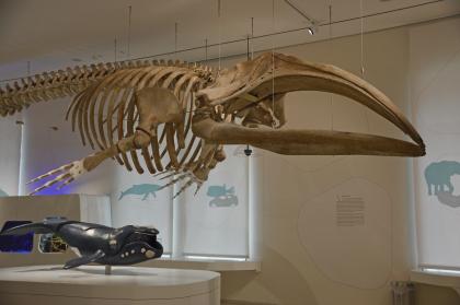 Walskelett im Themenbereich „Form und Funktion – Vorbild Natur“ des Staatlichen Museums für Naturkunde Karlsruhe Blick auf ein Walskelett, das an der Decke des Museums für Naturkunde Karlsruhe befestigt ist. Im Vordergrund stehen die langen, oben gewölbten Kieferknochen sowie die Brustflossen. Im Hintergrund ist ein kleinerer, nachgebildeter Bartenwal zu sehen.