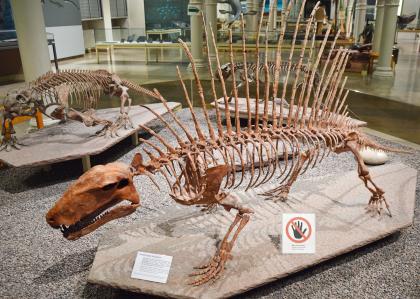 Staatliches Museun für Naturkunde Karlsruhe – Skelettabguss von Dimetrodon incisivius in der Ausstellung „Leben in der Urzeit“ Leicht abwärts gerichteter Blick auf das Skelett eines Urzeittieres im Staatlichen Museum für Naturkunde Karlsruhe. Das Tier, ein Räuber mit knöchernem Rückenkamm, stammt aus dem Zeitalter des Perm.